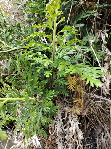 Asplenium chathamense (Asplenium chathamense)