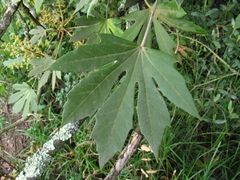 Oreopanax
