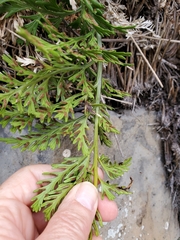 Asplenium chathamense