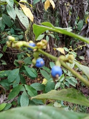 Palicourea caerulea
