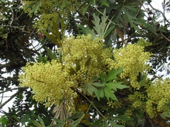 Oreopanax