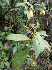 Palicourea caerulea