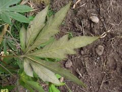 Oreopanax