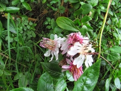 Barnadesia spinosa