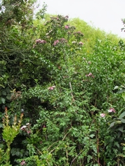 Barnadesia spinosa