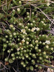 Kelleria villosa