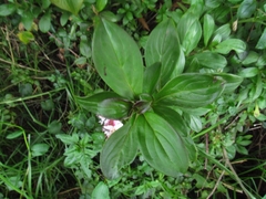 Barnadesia spinosa