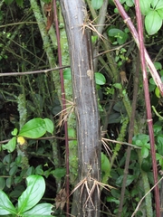 Barnadesia spinosa