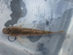 Rhinogobius
