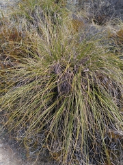 Chionochloa rigida rigida