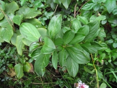 Barnadesia spinosa
