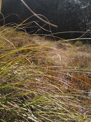 Chionochloa rigida rigida