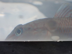 Rhinogobius
