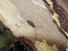 Uleiota dubia
