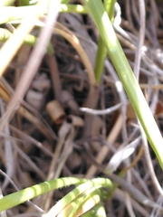 Chionochloa rigida rigida