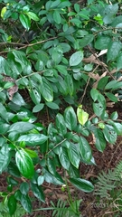 Rhamnus formosana