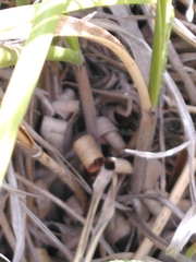 Chionochloa rigida rigida