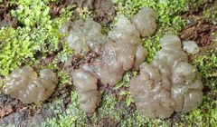Exidia novozealandica