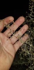 Lactuca serriola