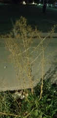 Lactuca serriola