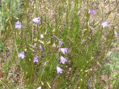 Campanula petiolata
