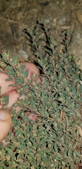 Euphorbia maculata