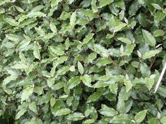 Olearia × macrodonta