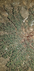 Euphorbia maculata