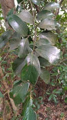 Cryptocarya concinna