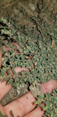 Euphorbia maculata