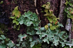 Pseudocyphellaria glabra
