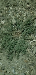 Euphorbia maculata