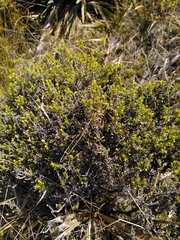 Ozothamnus leptophyllus