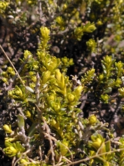 Ozothamnus leptophyllus