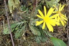 Euryops pectinatus
