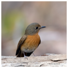 Cyornis whitei
