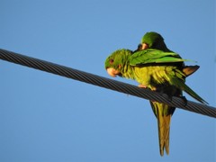Psittacara holochlorus