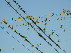 Psittacara holochlorus