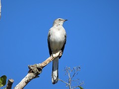 Mimus polyglottos
