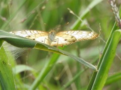 Anartia jatrophae