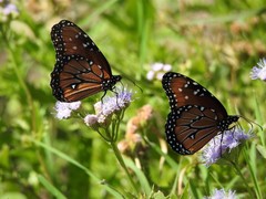 Danaus gilippus