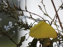 Phoebis agarithe