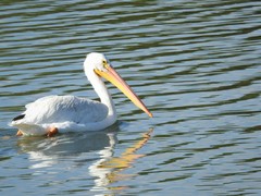 Pelecanus erythrorhynchos