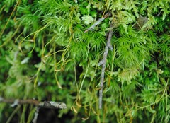 Broom Forkmoss (Dicranum scoparium)