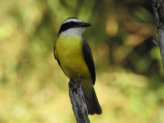 Pitangus sulphuratus