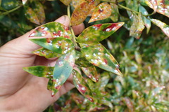 Anoplaspis metrosideri