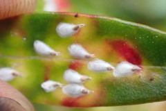 Anoplaspis metrosideri