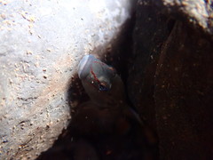 Rhinogobius