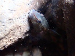 Rhinogobius