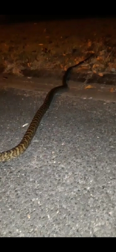 Australian Scrub Python sighting